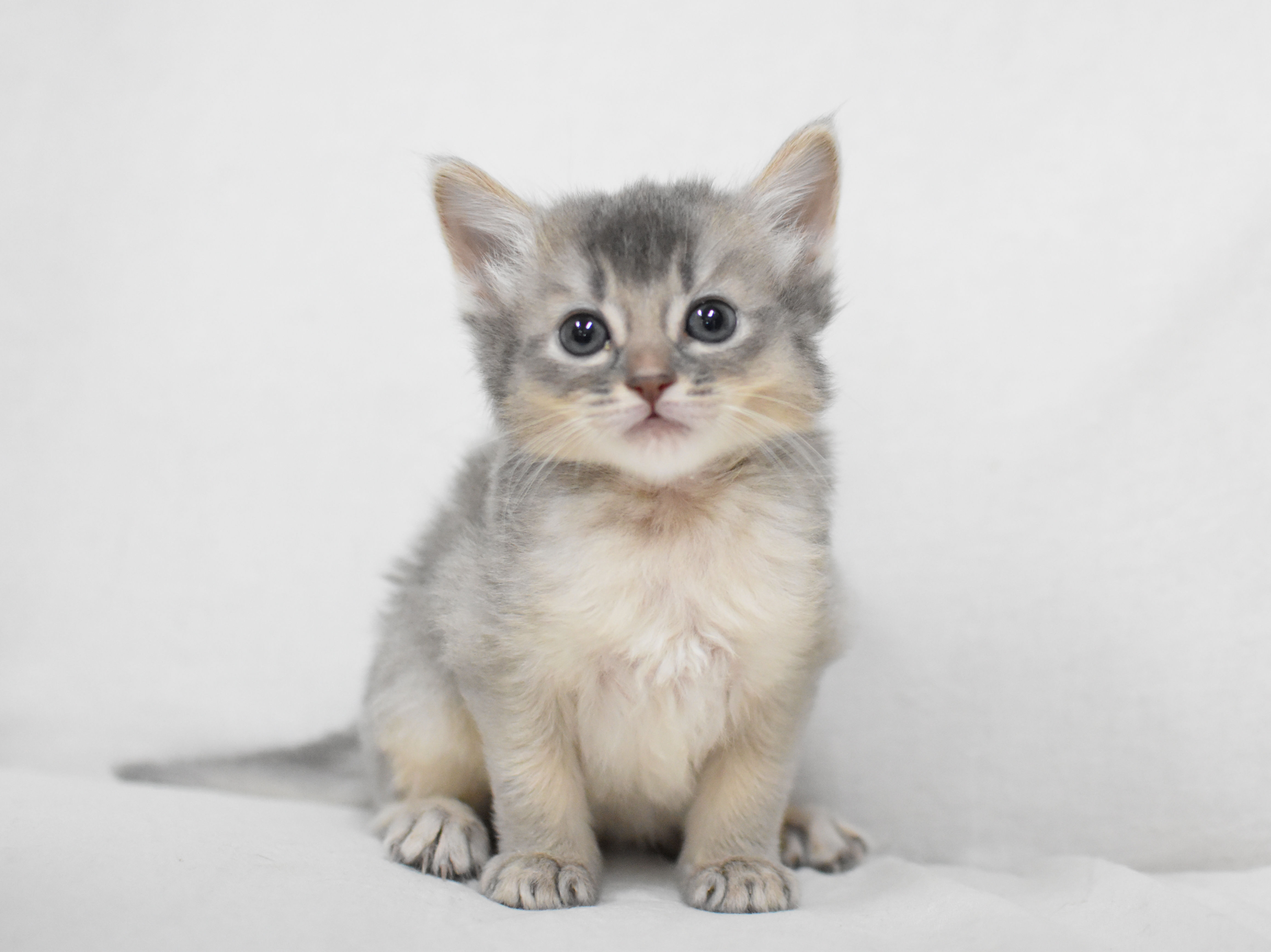 ソマリ　ブルー　おす　（２６年１月１３日生れ）